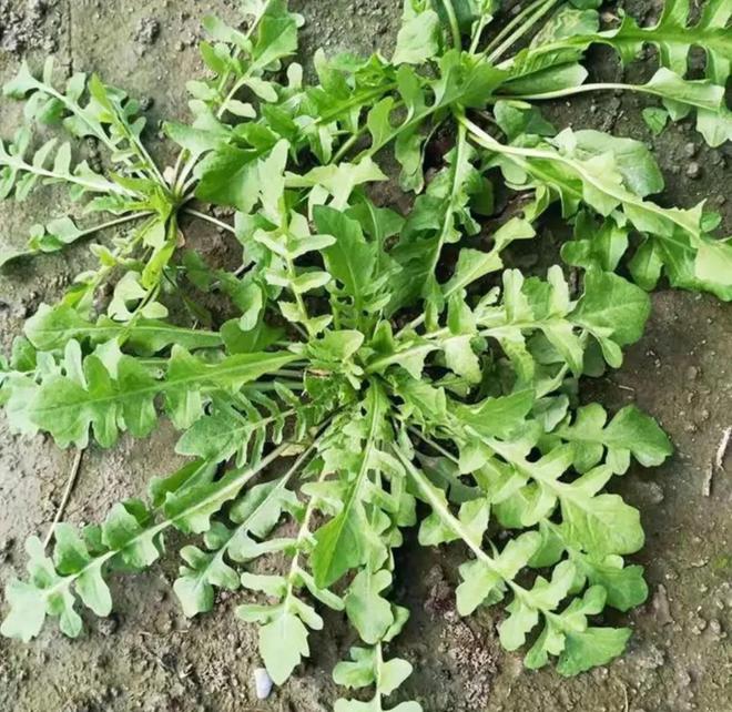 堪称野菜界的“美味担当”pg电子好吃的6种野菜(图2)