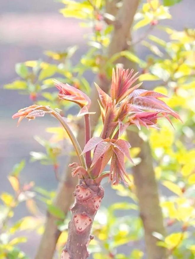 堪称野菜界的“美味担当”pg电子好吃的6种野菜(图4)