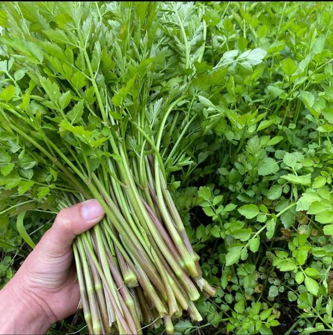堪称野菜界的“美味担当”pg电子好吃的6