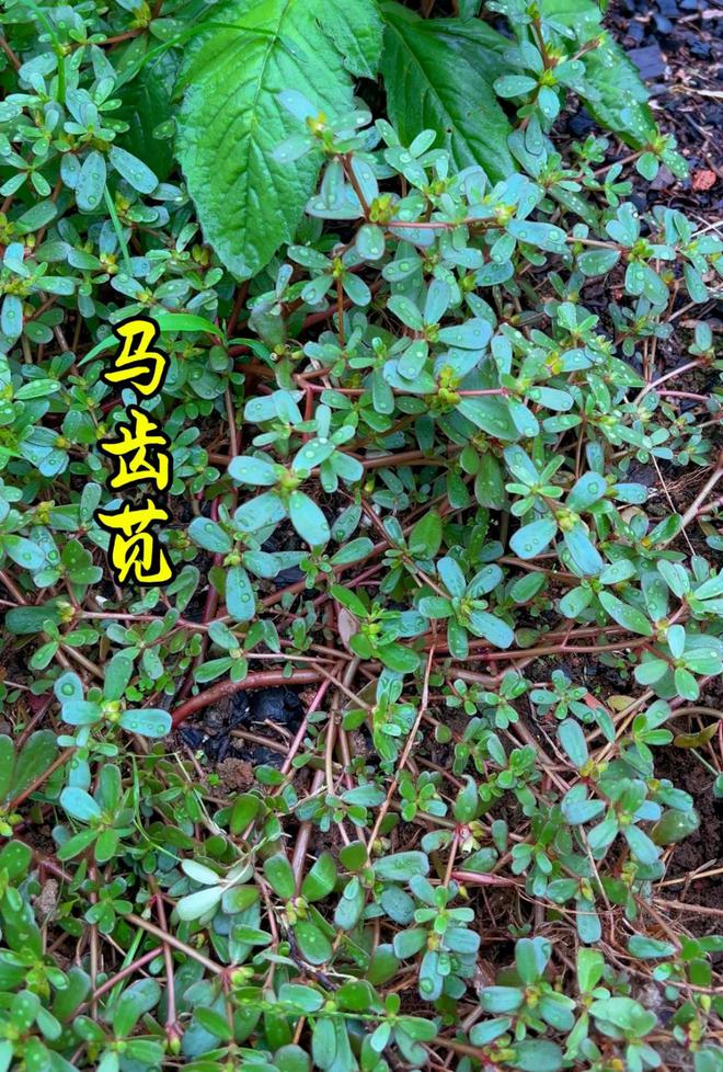 堪称野菜界的“美味担当”pg电子好吃的6种野菜(图3)